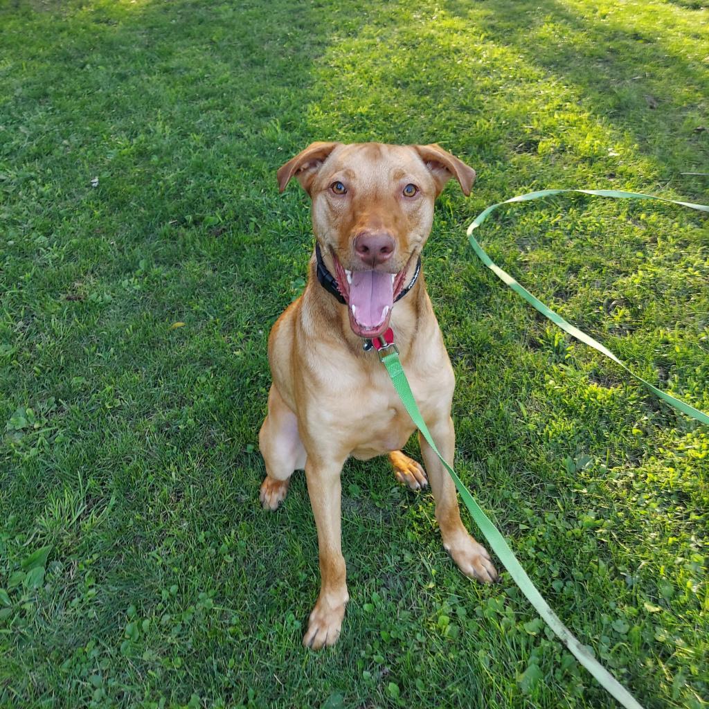 Charlie, an adoptable Vizsla, Mixed Breed in Minneapolis, MN, 55412 | Photo Image 1