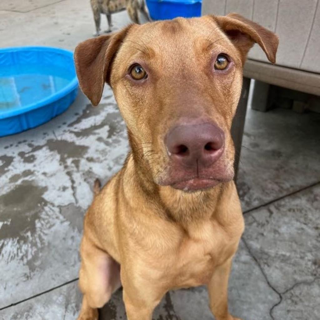 Charlie, an adoptable Vizsla, Mixed Breed in Minneapolis, MN, 55412 | Photo Image 1