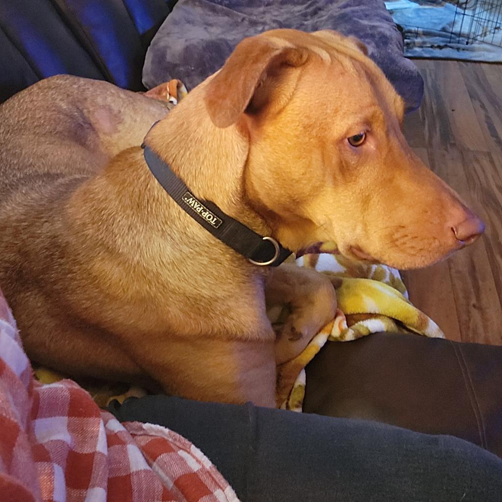 Charlie, an adoptable Vizsla, Mixed Breed in Minneapolis, MN, 55412 | Photo Image 5