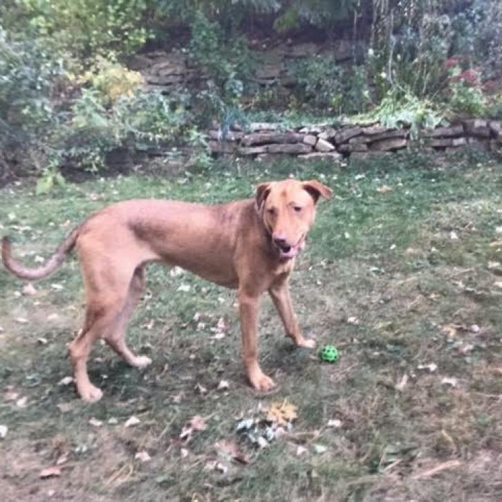 Charlie, an adoptable Vizsla, Mixed Breed in Minneapolis, MN, 55412 | Photo Image 6