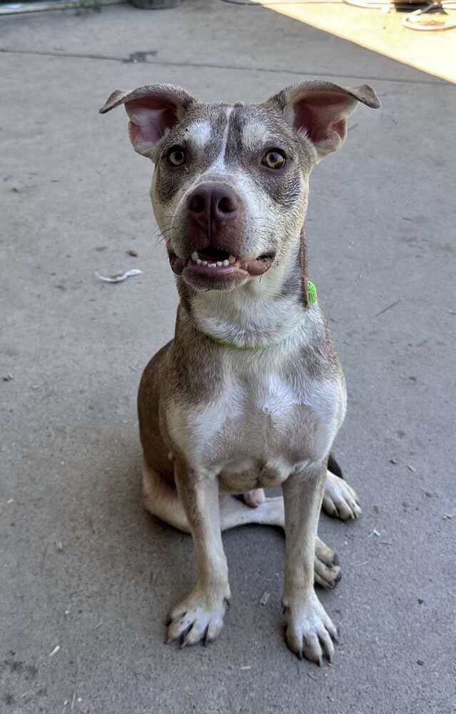 Tony aka Toney, an adoptable Husky, Siberian Husky in Bangor, ME, 04401 | Photo Image 2