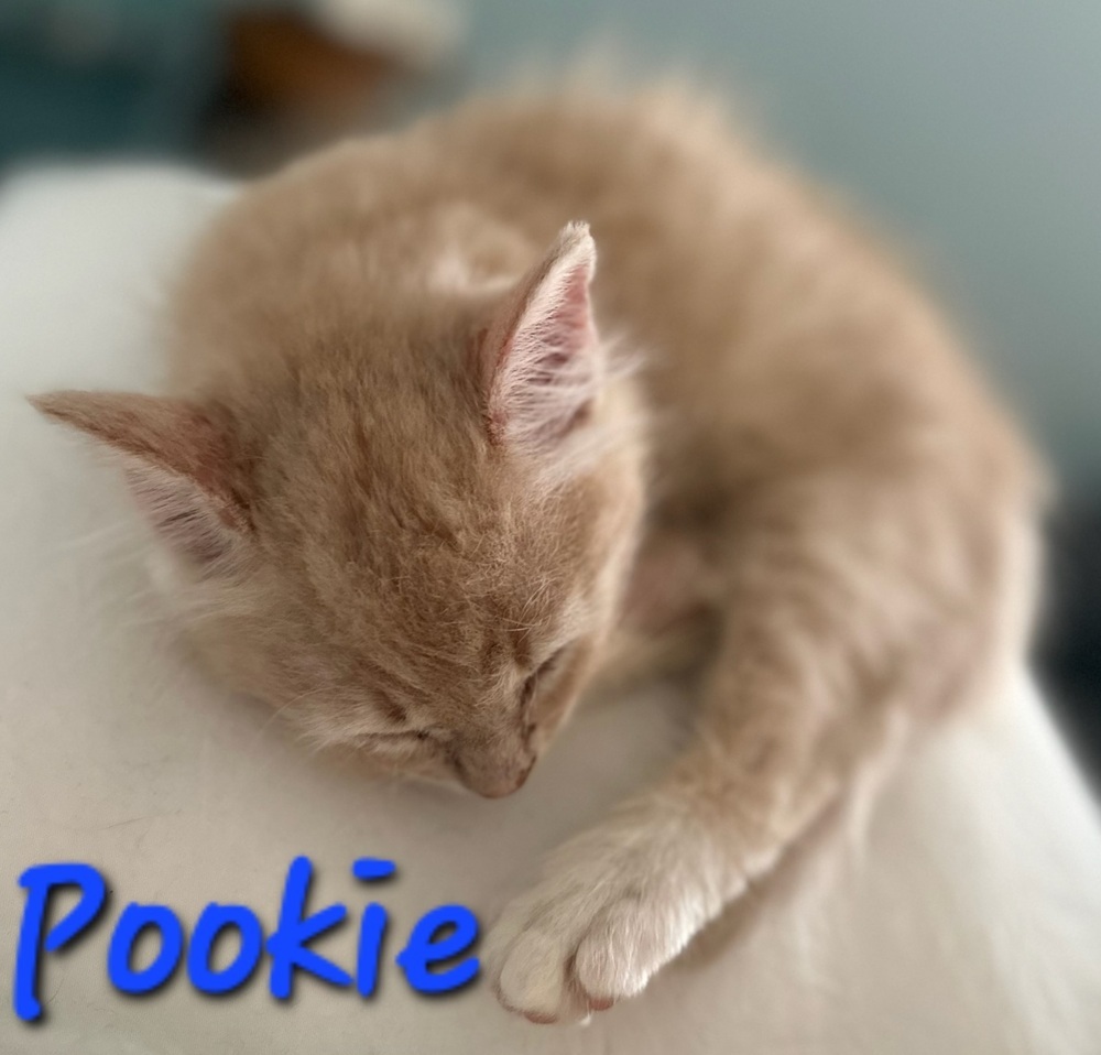 Pookie