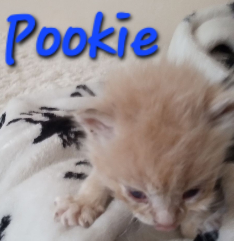 Pookie