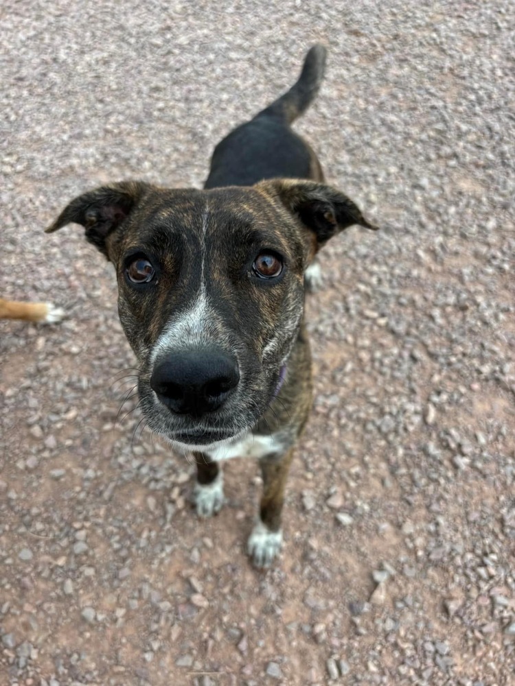 Maple, an adoptable Mixed Breed in Rapid City, SD, 57702 | Photo Image 3