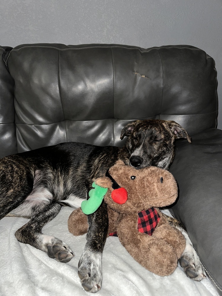 Maple, an adoptable Mixed Breed in Rapid City, SD, 57702 | Photo Image 5