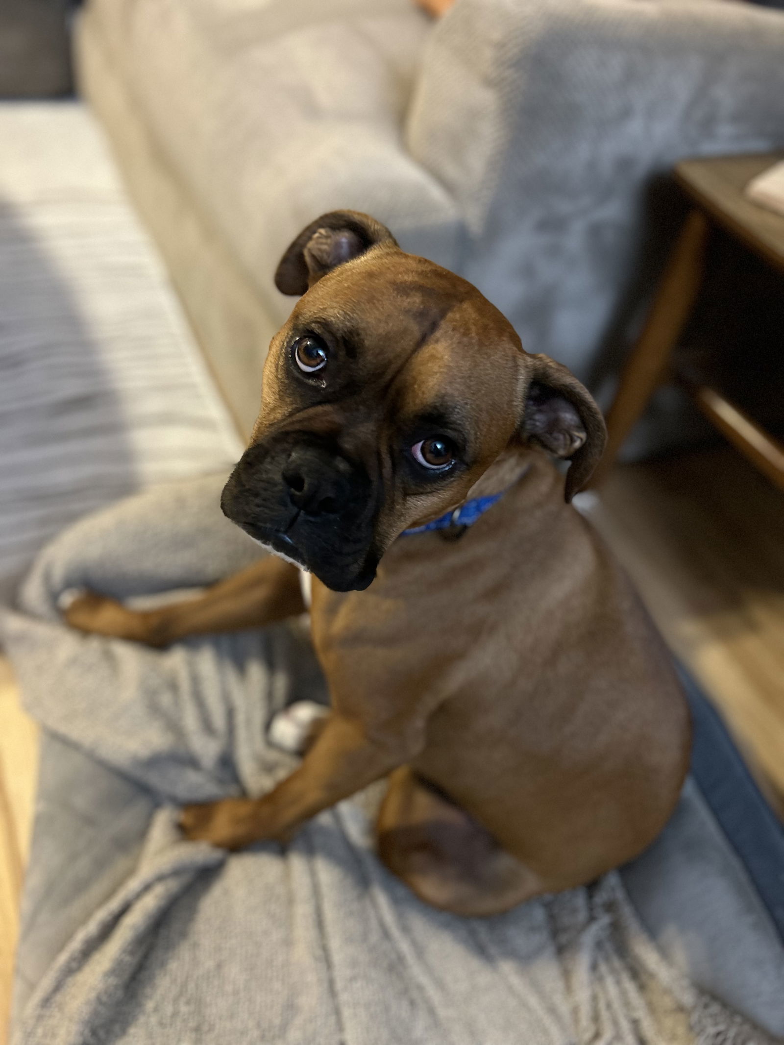 Skip, an adoptable Boxer, American Bulldog in Woodbury, MN, 55125 | Photo Image 1