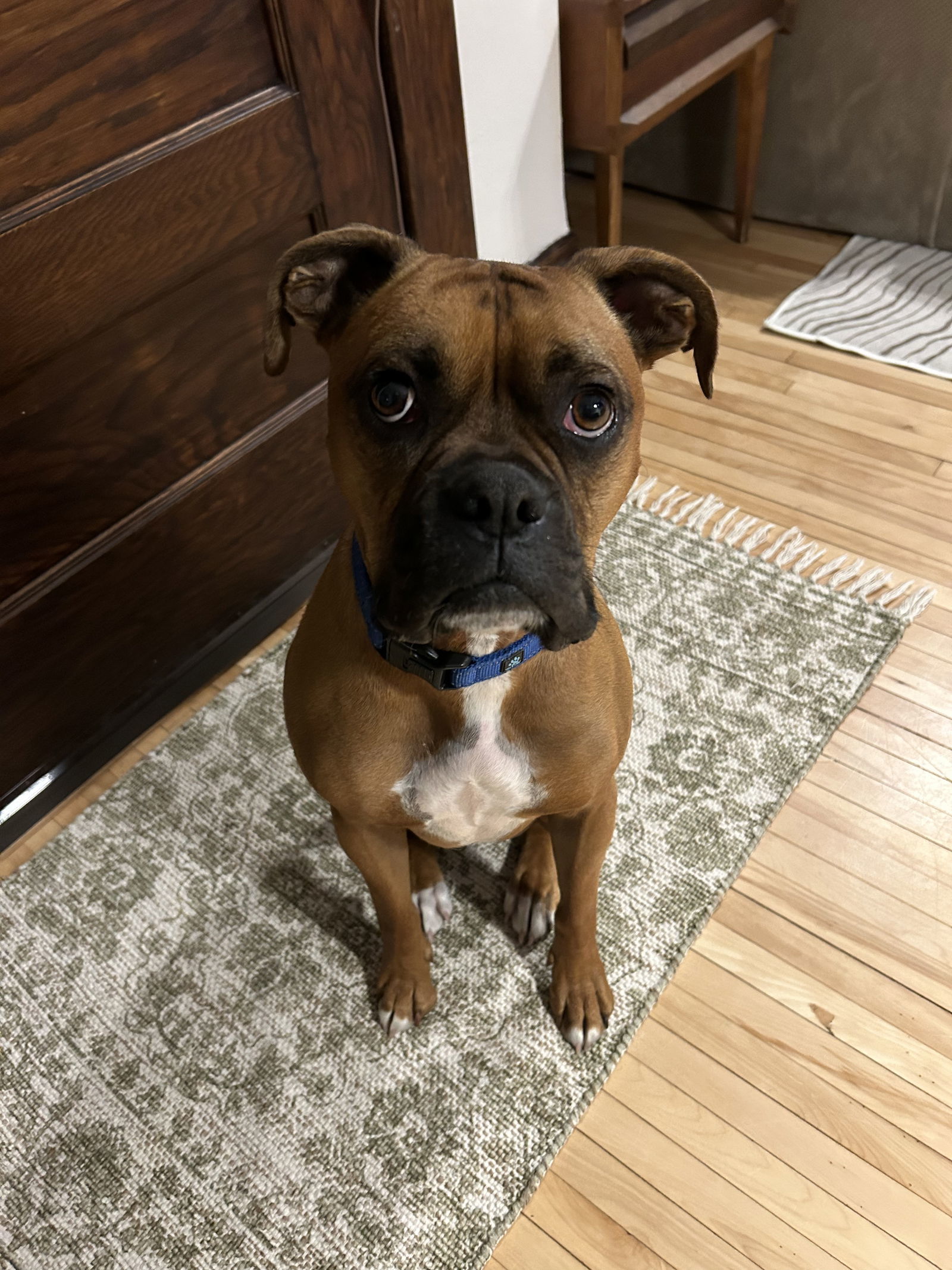 Skip, an adoptable Boxer, American Bulldog in Woodbury, MN, 55125 | Photo Image 2