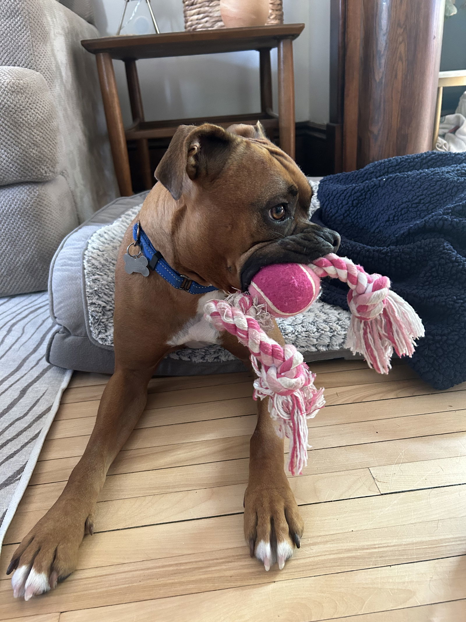 Skip, an adoptable Boxer, American Bulldog in Woodbury, MN, 55125 | Photo Image 3