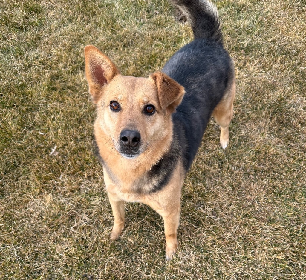 Letif, an adoptable Australian Shepherd, Australian Cattle Dog / Blue Heeler in Fort Lupton, CO, 80621 | Photo Image 1