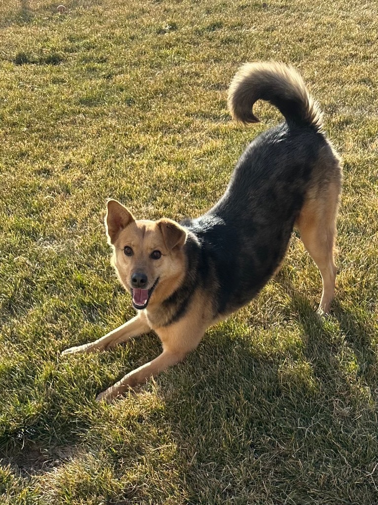 Letif, an adoptable Australian Shepherd, Australian Cattle Dog / Blue Heeler in Fort Lupton, CO, 80621 | Photo Image 2