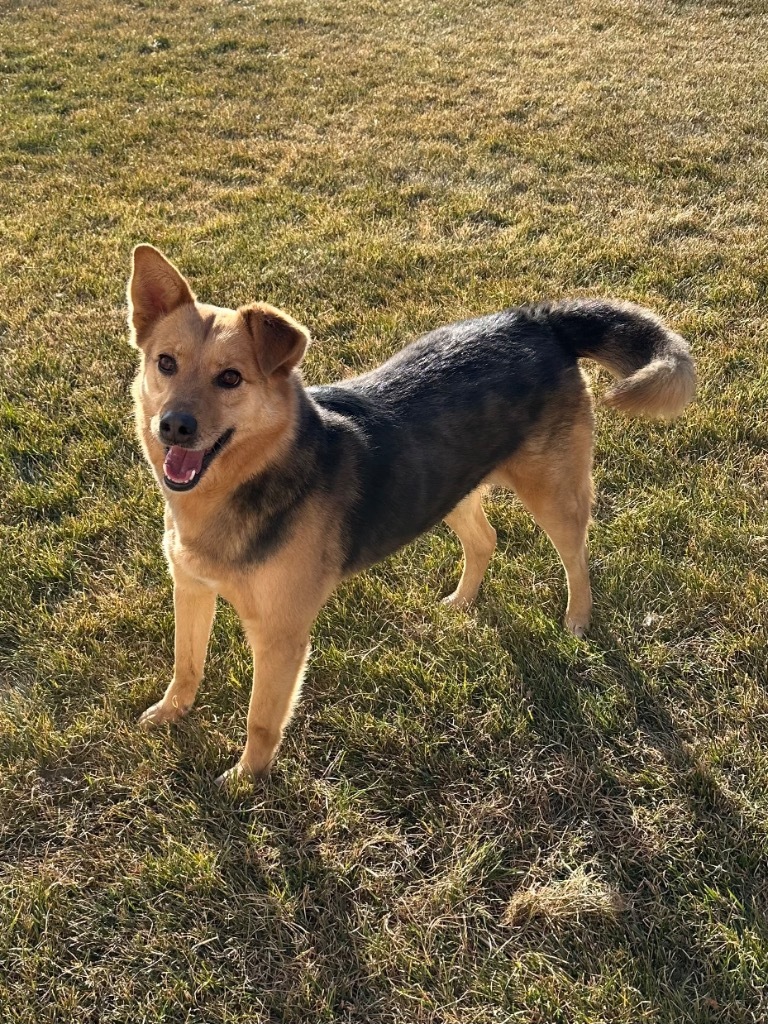 Letif, an adoptable Australian Shepherd, Australian Cattle Dog / Blue Heeler in Fort Lupton, CO, 80621 | Photo Image 3