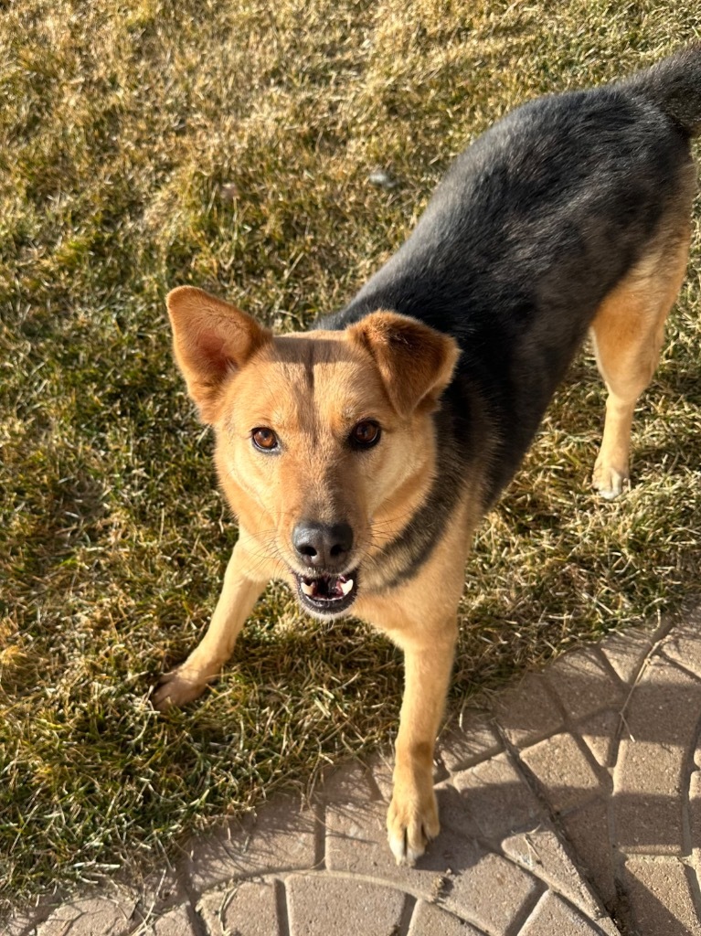 Letif, an adoptable Australian Shepherd, Australian Cattle Dog / Blue Heeler in Fort Lupton, CO, 80621 | Photo Image 4
