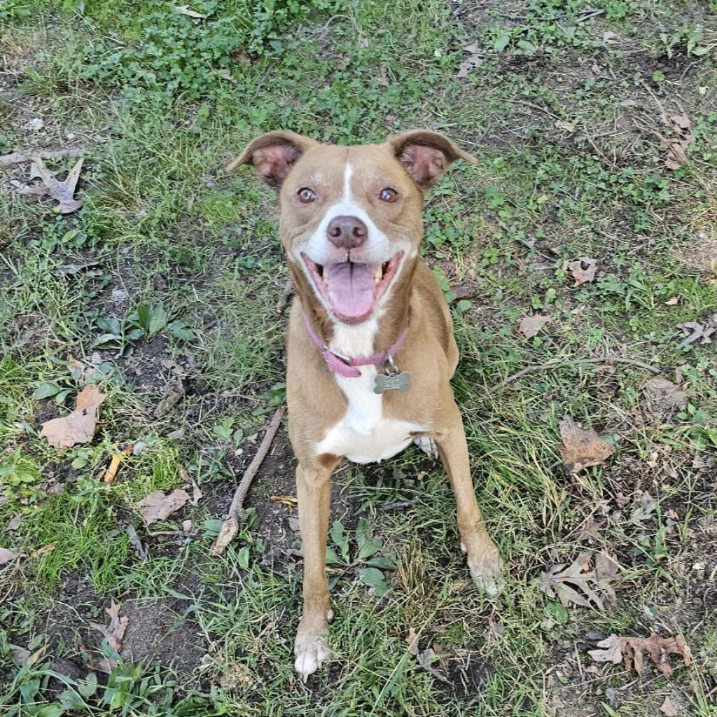 Sydney, an adoptable Whippet, Mixed Breed in Waldorf, MD, 20604 | Photo Image 1