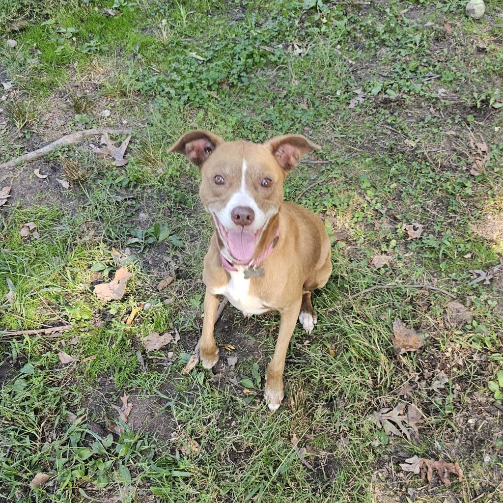 Sydney, an adoptable Whippet, Mixed Breed in Waldorf, MD, 20604 | Photo Image 1