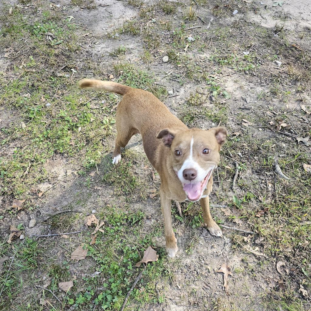 Sydney, an adoptable Whippet, Mixed Breed in Waldorf, MD, 20604 | Photo Image 3