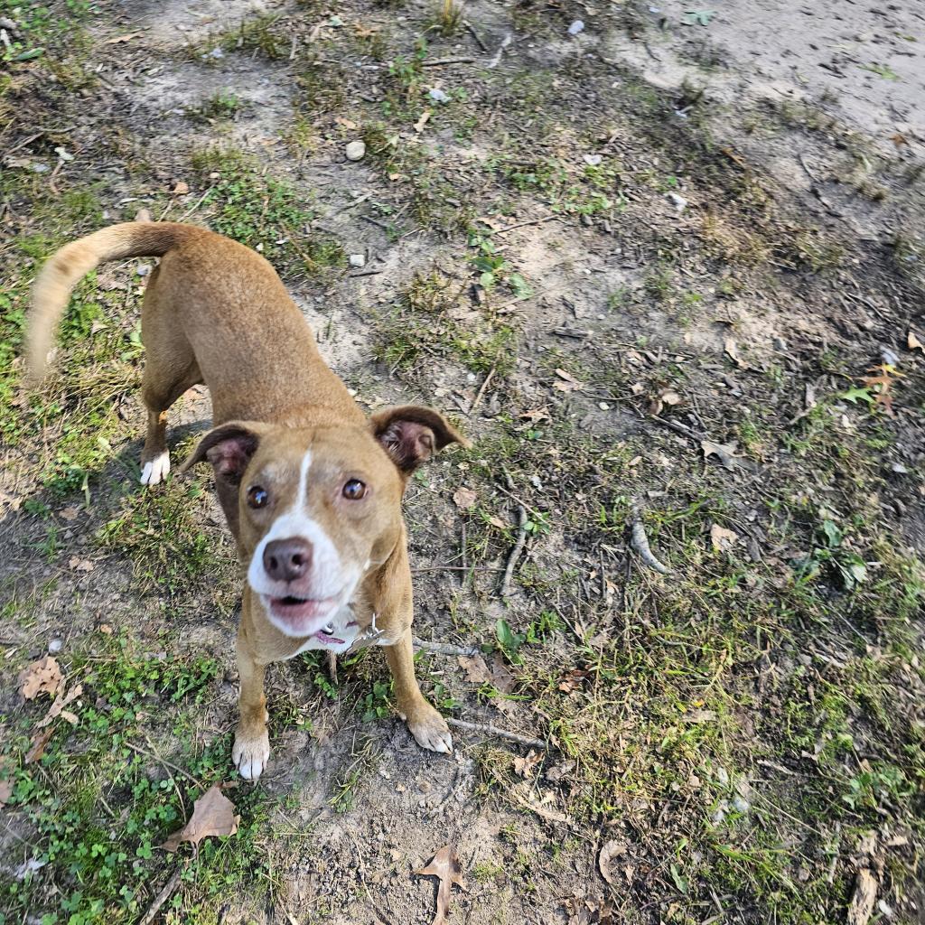 Sydney, an adoptable Whippet, Mixed Breed in Waldorf, MD, 20604 | Photo Image 5