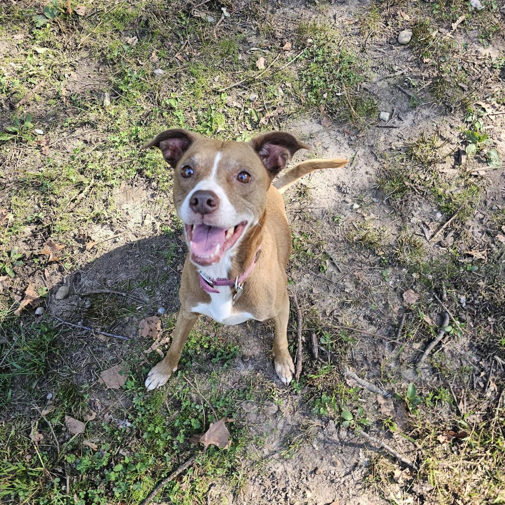 Sydney, an adoptable Whippet, Mixed Breed in Waldorf, MD, 20604 | Photo Image 6