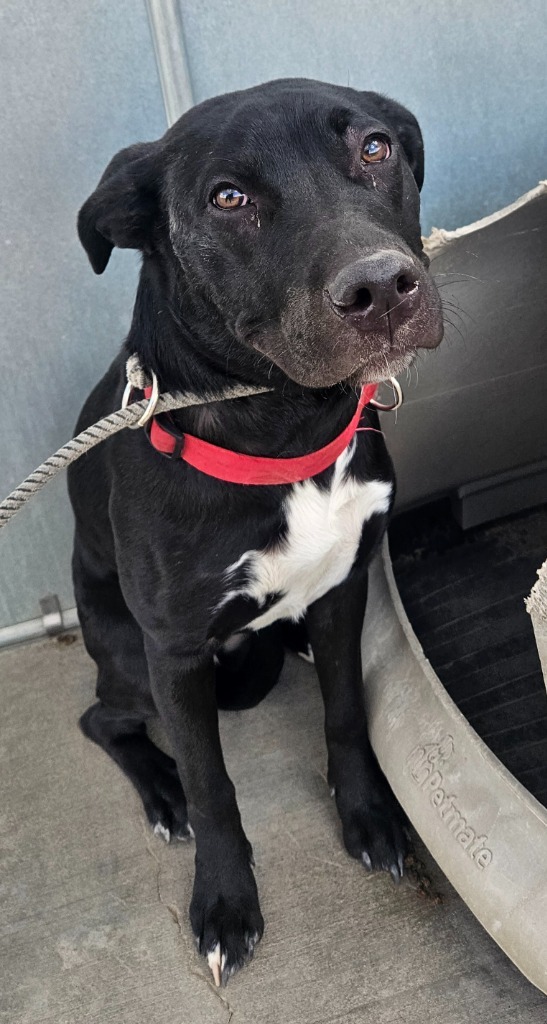 Missy, an adoptable Pit Bull Terrier, Mixed Breed in Green River, WY, 82935 | Photo Image 2