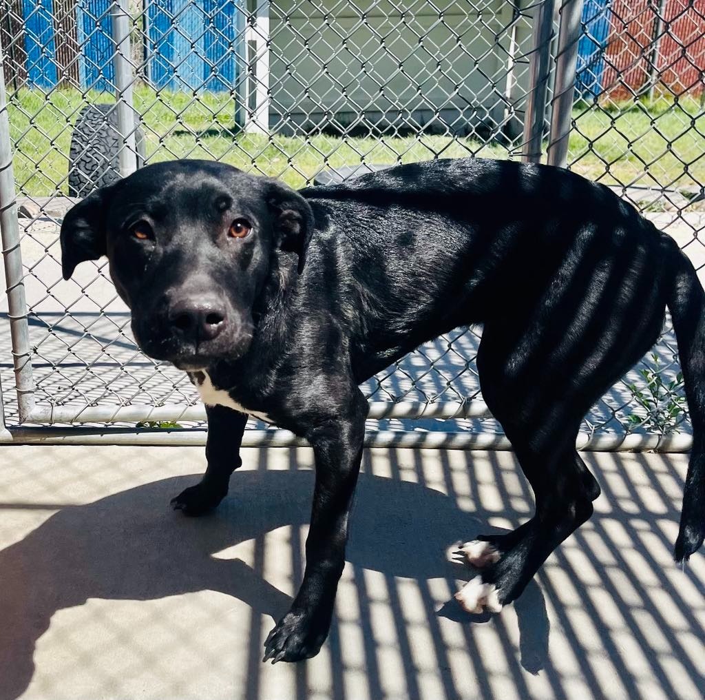 Missy, an adoptable Pit Bull Terrier, Mixed Breed in Green River, WY, 82935 | Photo Image 3