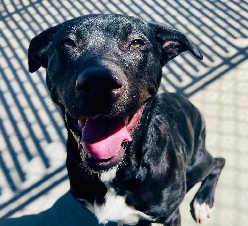 Missy, an adoptable Pit Bull Terrier, Mixed Breed in Green River, WY, 82935 | Photo Image 4