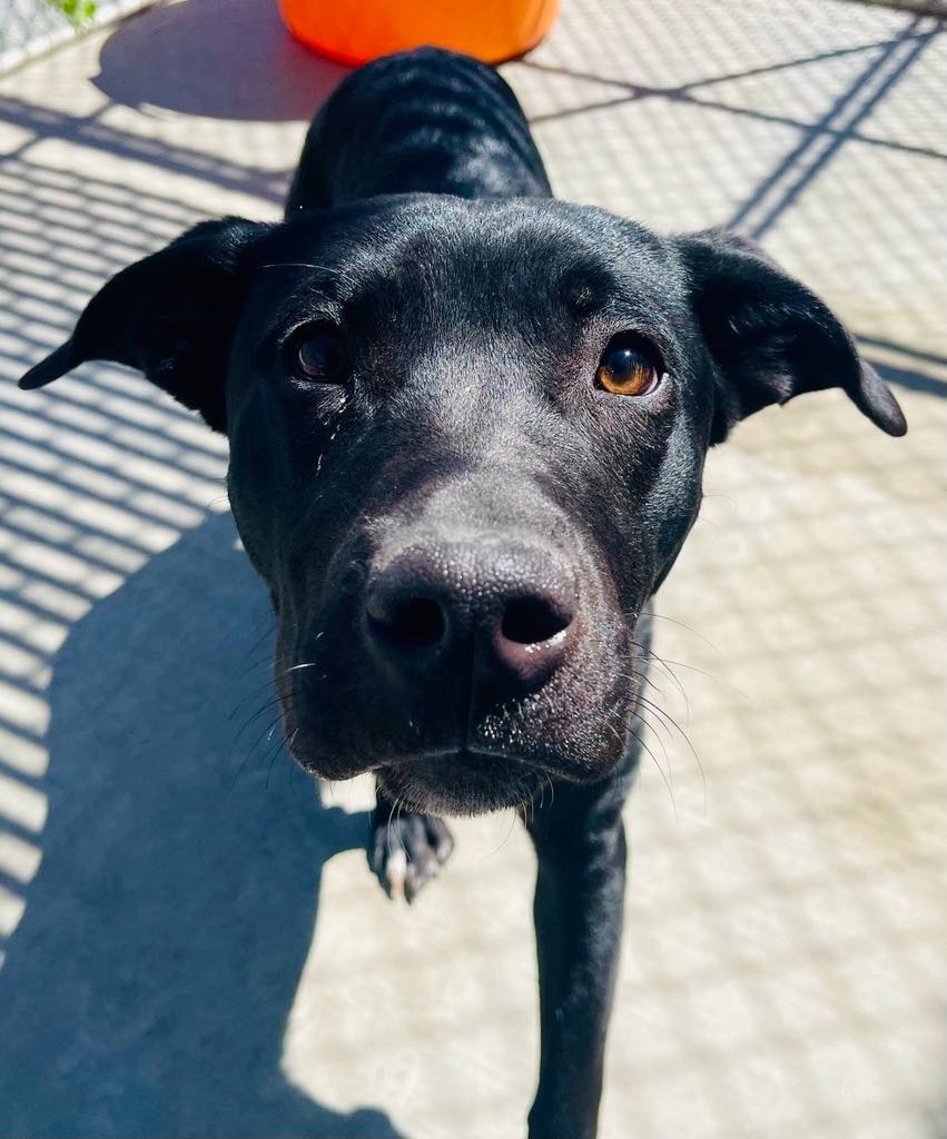 Missy, an adoptable Pit Bull Terrier, Mixed Breed in Green River, WY, 82935 | Photo Image 5