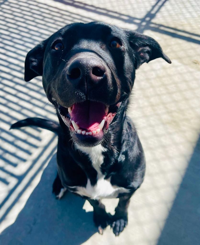 Missy, an adoptable Pit Bull Terrier, Mixed Breed in Green River, WY, 82935 | Photo Image 6