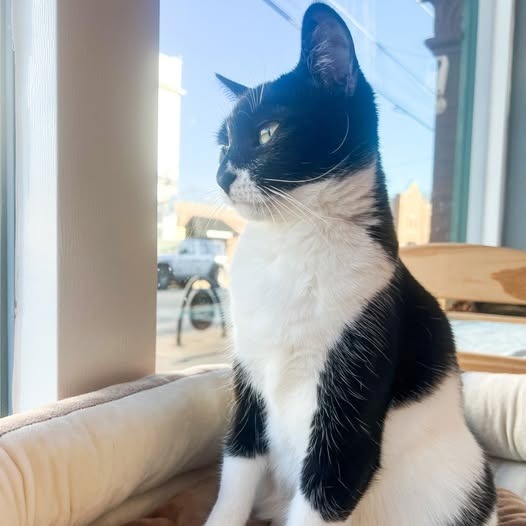 Patti (bonded with Pauley)