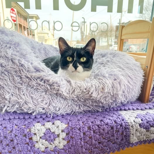 Patti (bonded with Pauley)
