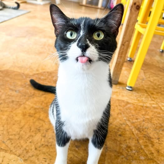 Patti (bonded with Pauley)