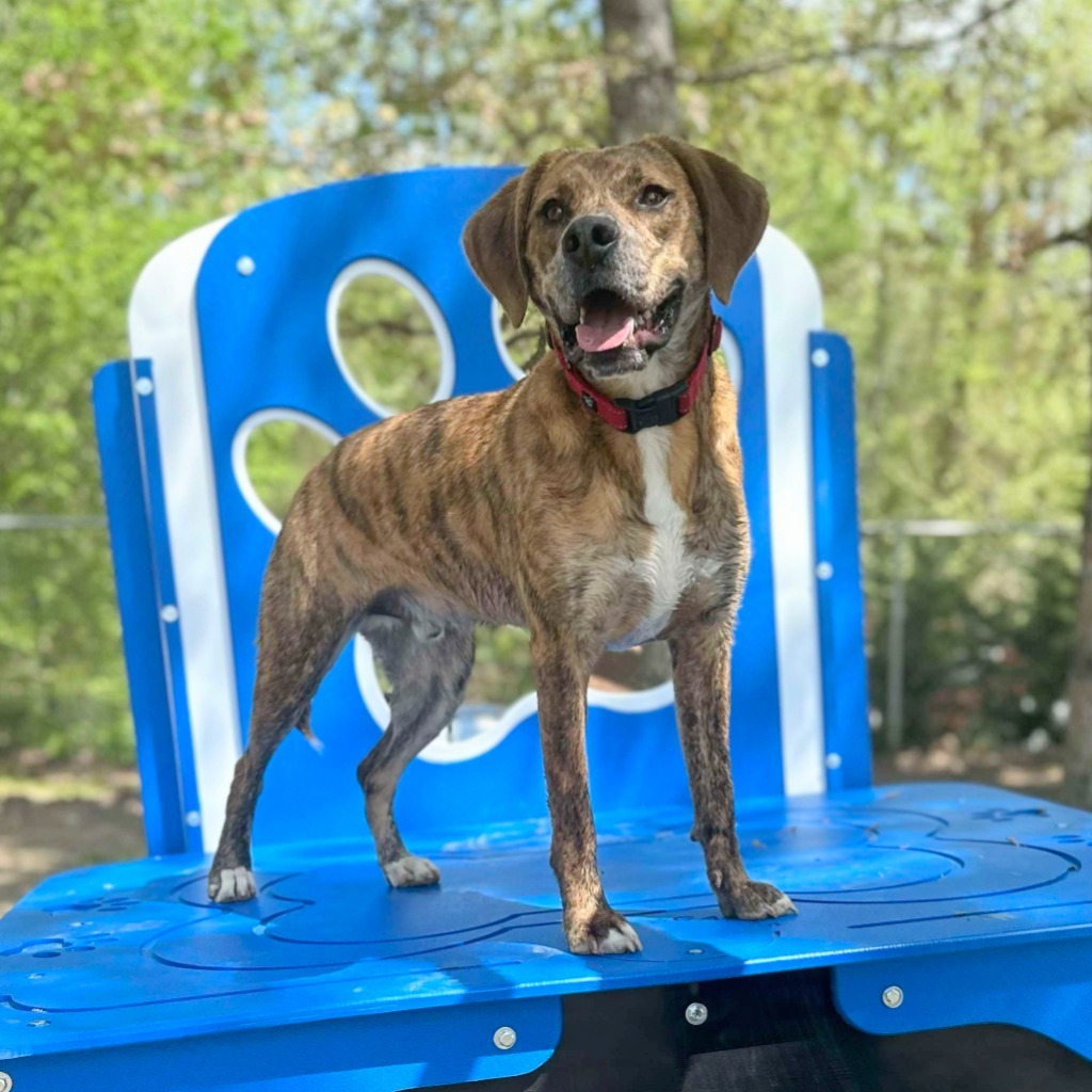 Marco, an adoptable Hound in Sunrise Beach, MO, 65079 | Photo Image 1