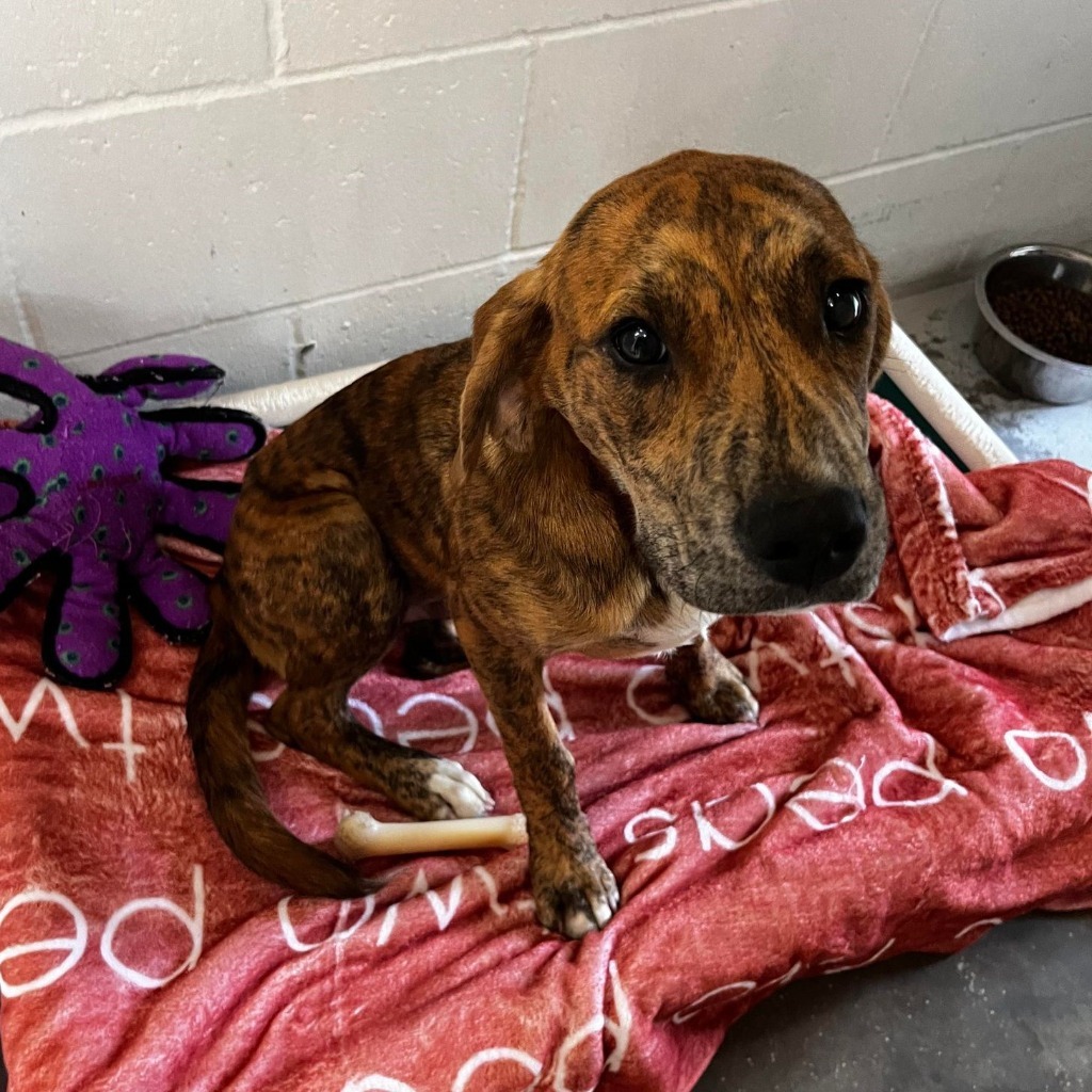 Marco, an adoptable Hound in Sunrise Beach, MO, 65079 | Photo Image 2