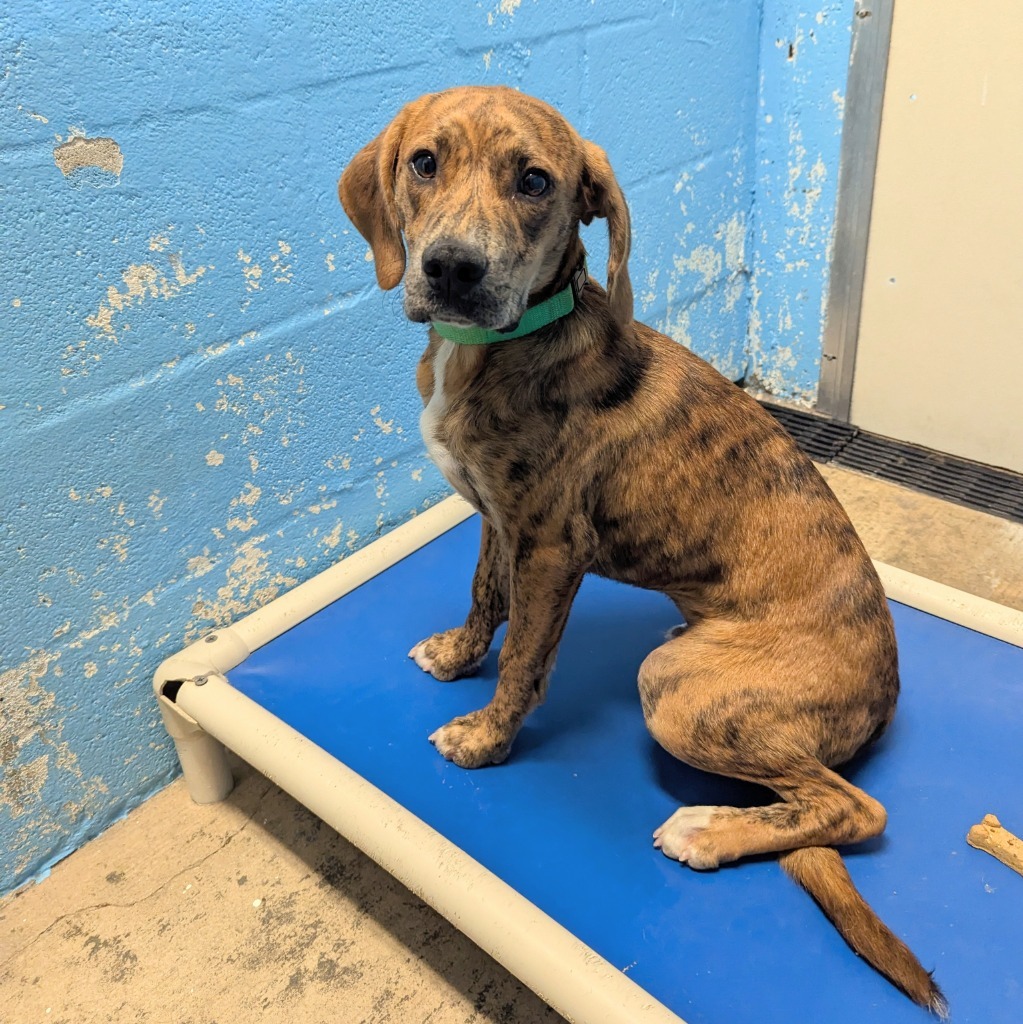 Marco, an adoptable Hound in Sunrise Beach, MO, 65079 | Photo Image 3