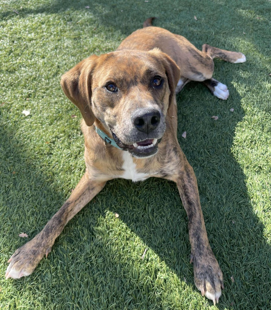 Marco, an adoptable Hound in Sunrise Beach, MO, 65079 | Photo Image 4