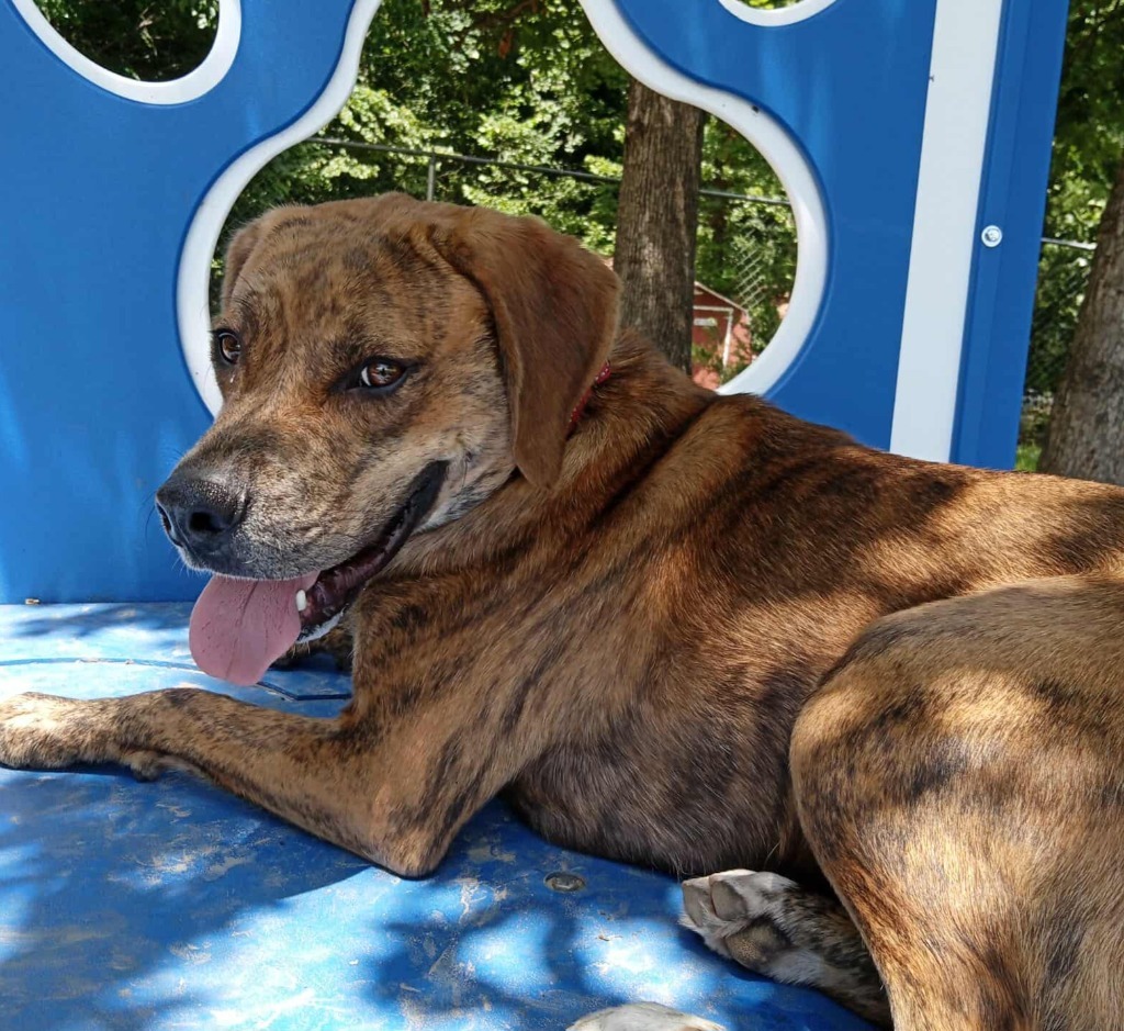 Marco, an adoptable Hound in Sunrise Beach, MO, 65079 | Photo Image 5