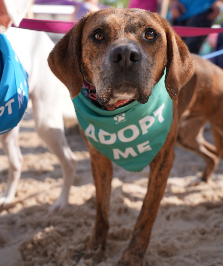 Marco, an adoptable Hound in Sunrise Beach, MO, 65079 | Photo Image 6