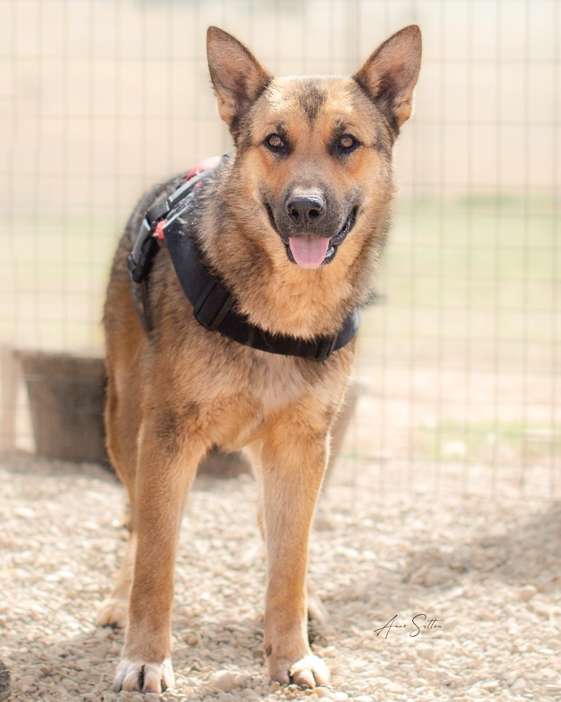 Sammy (TW), an adoptable German Shepherd Dog in Hot Springs, SD, 57747 | Photo Image 1