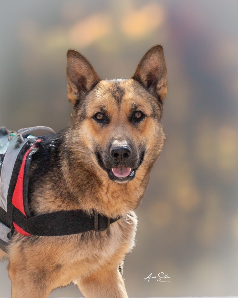 Sammy (TW), an adoptable German Shepherd Dog in Hot Springs, SD, 57747 | Photo Image 2