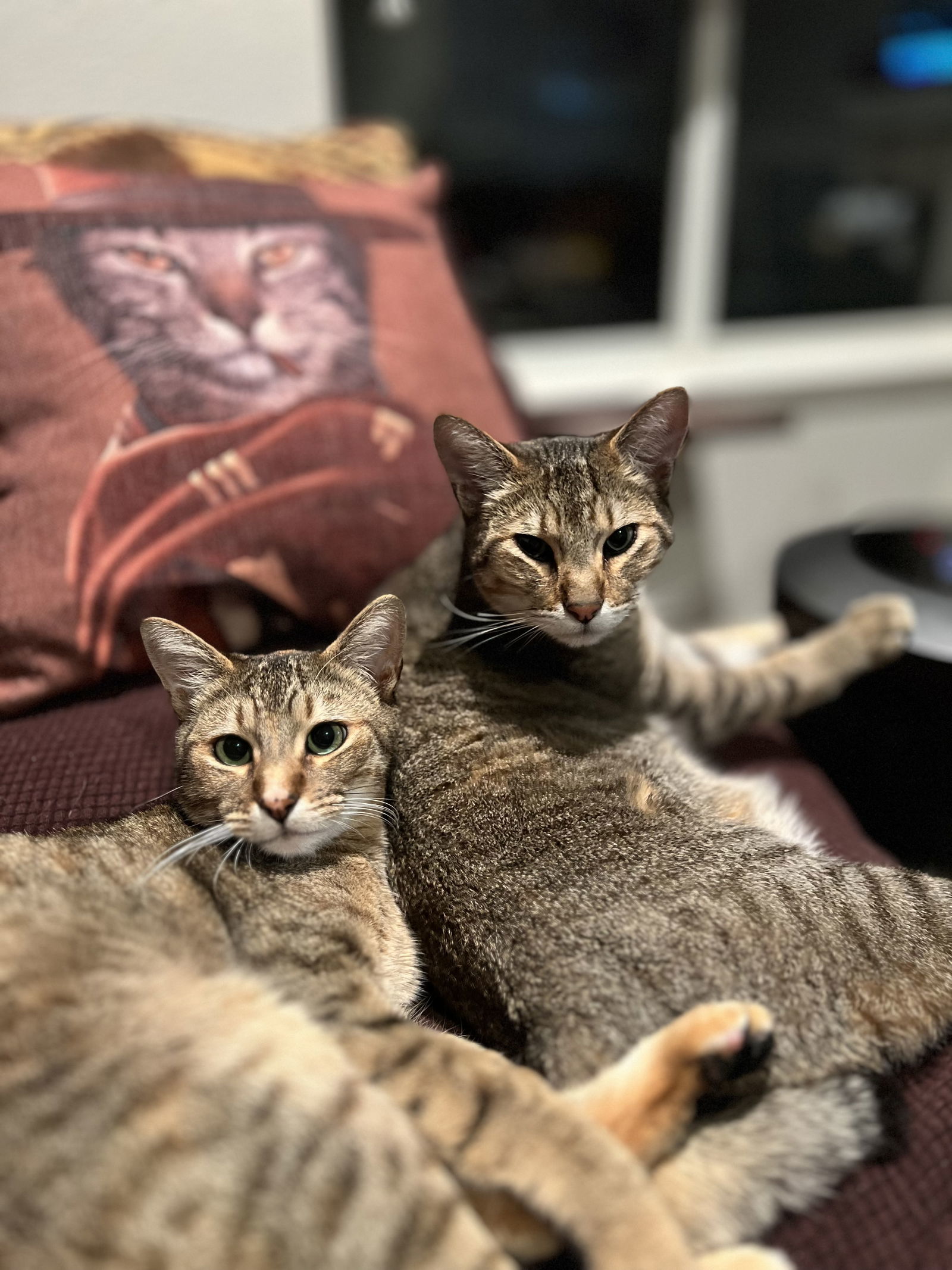 Mama and Bo - bonded pair (Courtesy Post)