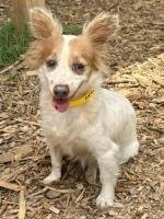 Meet Tasha Marigold a delightful 6-year-old 10 pound longhaired Chihuahua mix with a sweet calm a