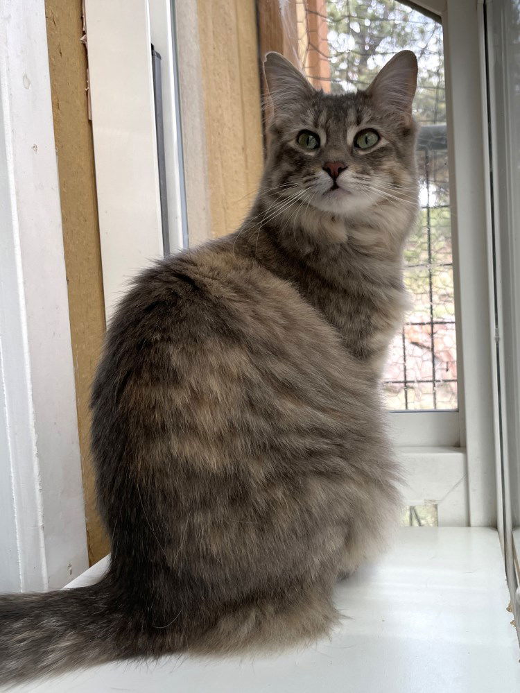 Xipho, an adoptable Domestic Medium Hair in Colorado Springs, CO, 80908 | Photo Image 1