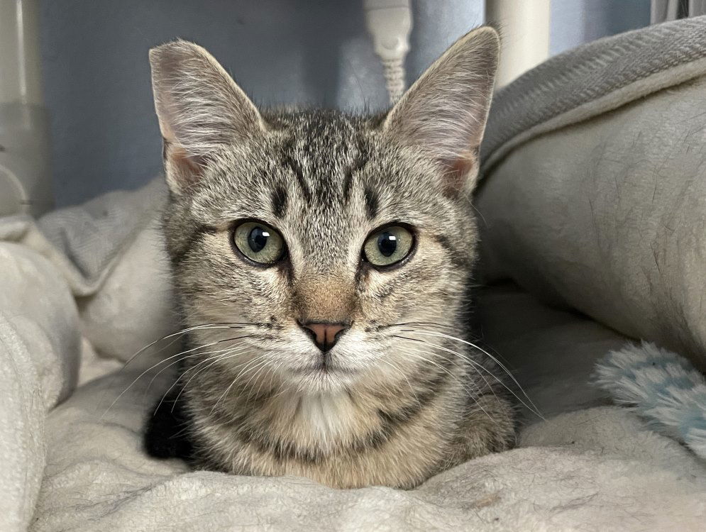 Zaschka, an adoptable Domestic Short Hair in Colorado Springs, CO, 80908 | Photo Image 1