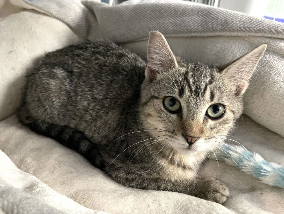 Zaschka, an adoptable Domestic Short Hair in Colorado Springs, CO, 80908 | Photo Image 2