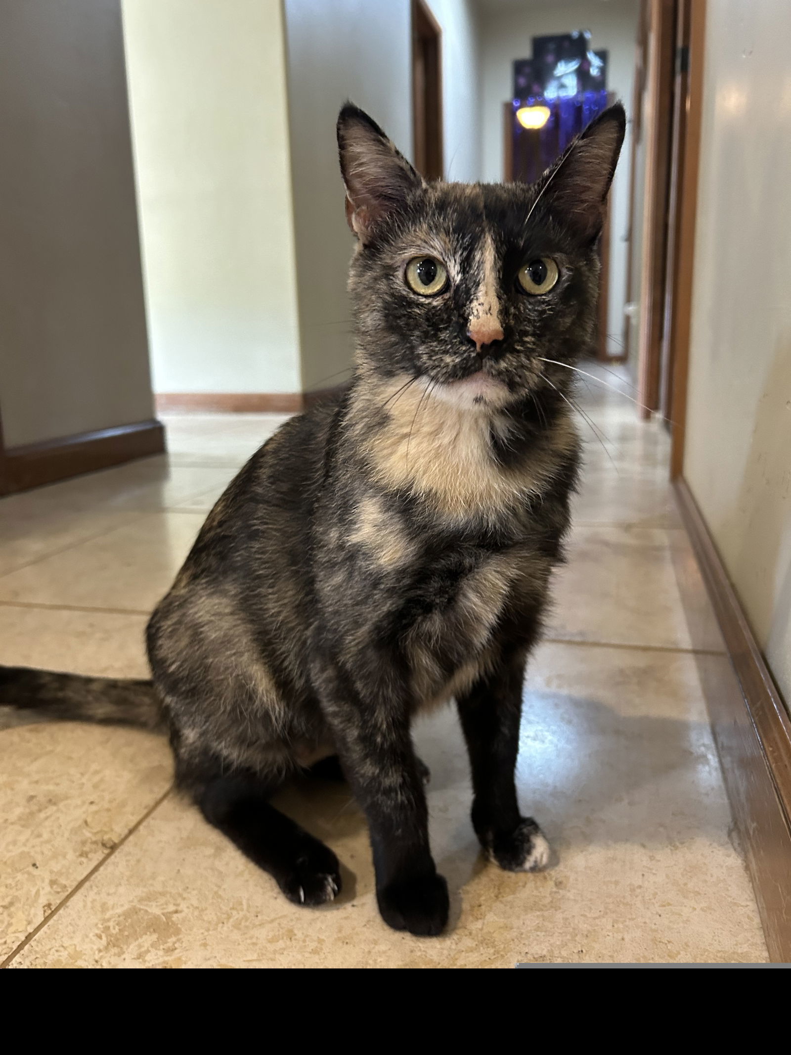 Ve, an adoptable Domestic Short Hair in Colorado Springs, CO, 80908 | Photo Image 1