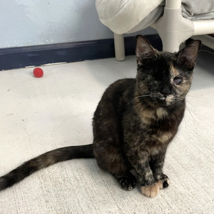 Lumena, an adoptable Domestic Short Hair in Colorado Springs, CO, 80908 | Photo Image 1