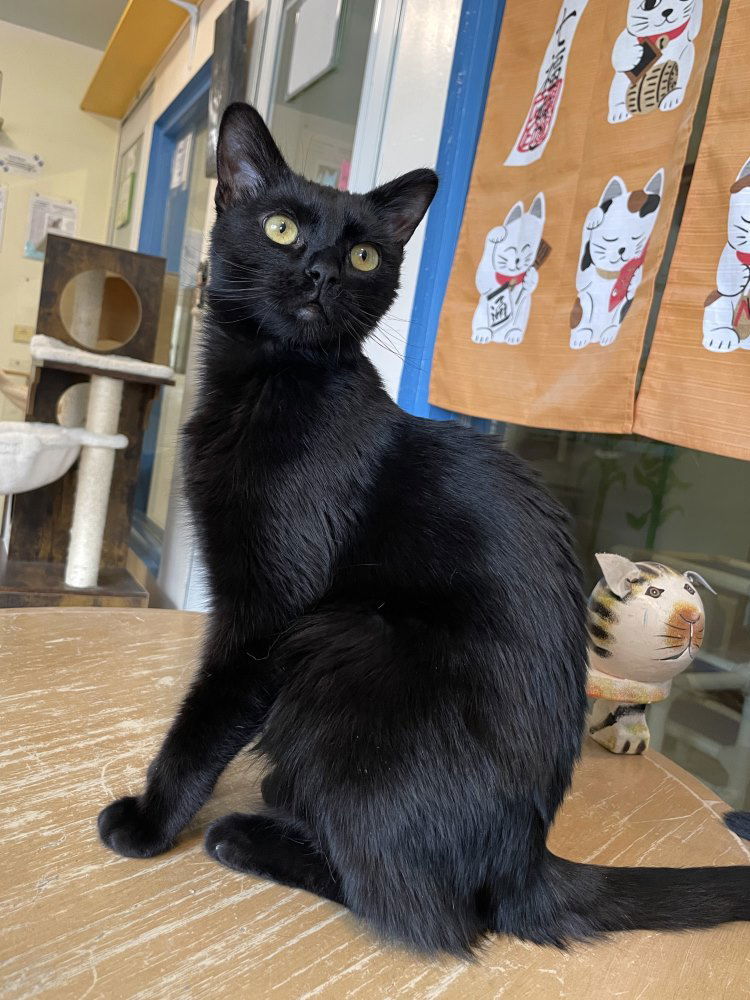 Morpheus, an adoptable Domestic Short Hair in Colorado Springs, CO, 80908 | Photo Image 1