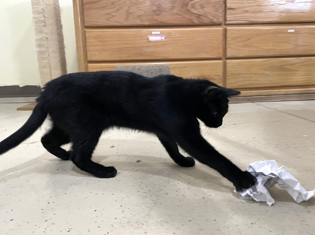 Morpheus, an adoptable Domestic Short Hair in Colorado Springs, CO, 80908 | Photo Image 2