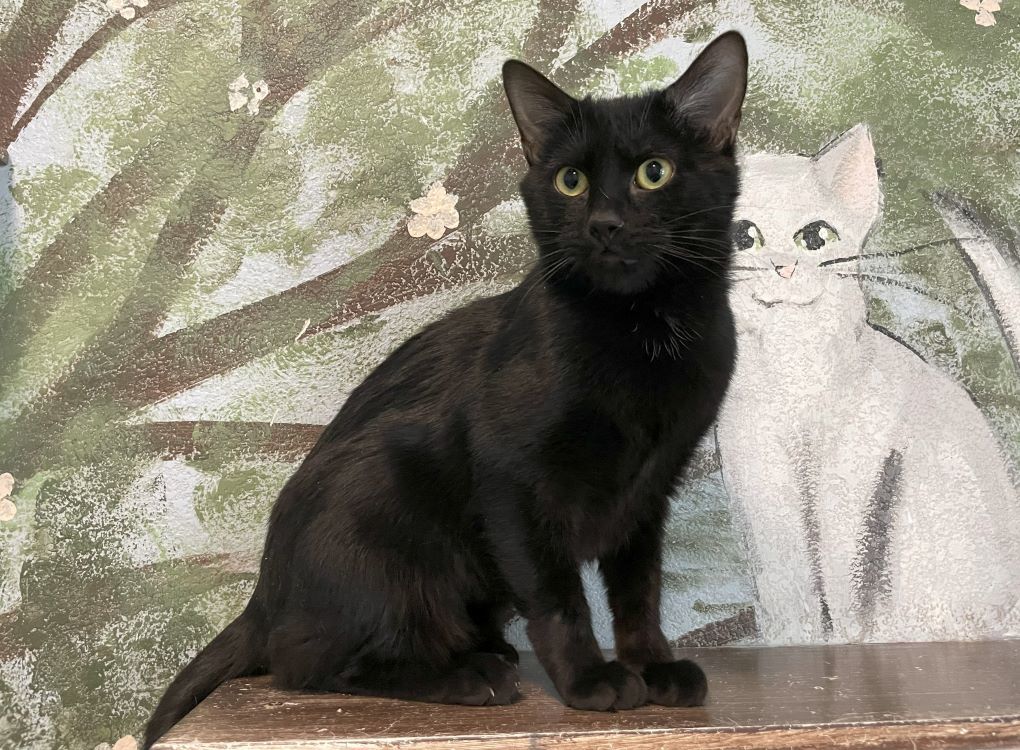 Dendra, an adoptable Domestic Short Hair in Colorado Springs, CO, 80908 | Photo Image 1