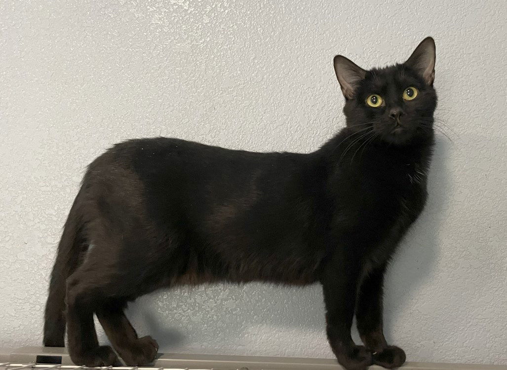 Dendra, an adoptable Domestic Short Hair in Colorado Springs, CO, 80908 | Photo Image 2