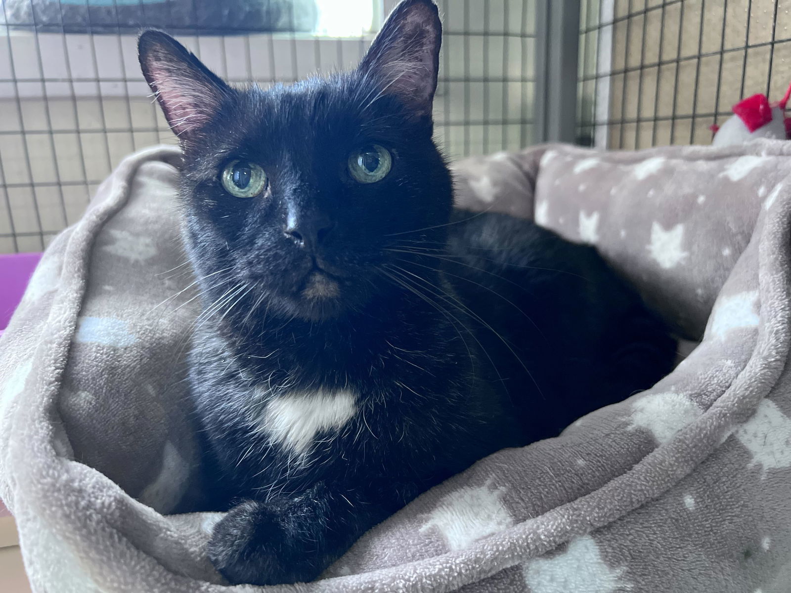 Teddington, an adoptable Domestic Short Hair in Colorado Springs, CO, 80908 | Photo Image 1