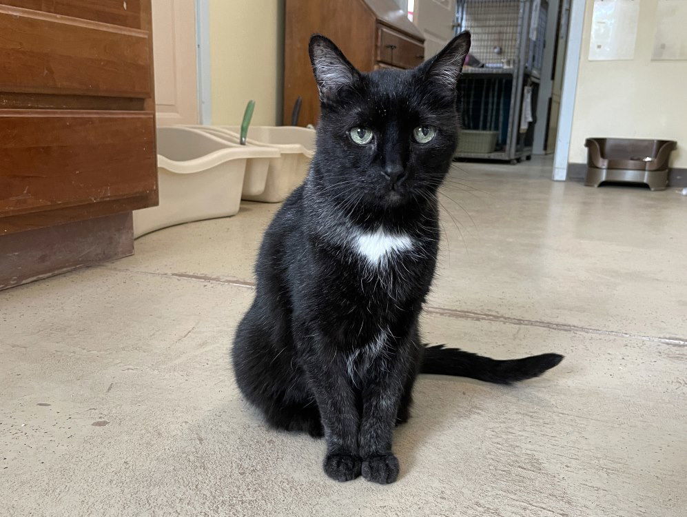 Teddington, an adoptable Domestic Short Hair in Colorado Springs, CO, 80908 | Photo Image 2